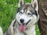 Chien Husky de Sibérie gris et blanc de 5 ans en quête d'un foyer