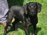 Chiot mâle Labrador au pelage noir de 11 mois prêt pour l'adoption