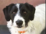 Chien au pelage noir et blanc d'un an disponible à l'adoption