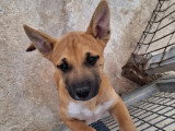 Chiot mâle de 3 mois au pelage marron en attente d'un foyer