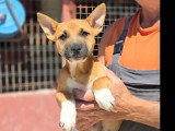 Chiot mâle de 3 mois au pelage marron en attente d'un foyer
