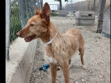 Chienne de 3 ans à la recherche d'une famille