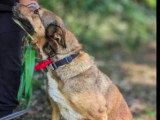 Chienne au pelage fauve charbonné de 5 ans à adopter
