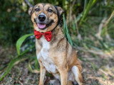 Chienne au pelage fauve charbonné de 5 ans à adopter