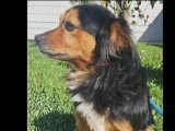 Chien Berger au pelage tricolore d'un an disponible à l'adoption