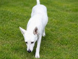 Chienne au pelage blanc de 3 ans en quête d'un foyer