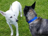 Chienne au pelage blanc de 3 ans en quête d'un foyer