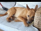 Chiot mâle au pelage marron de 9 mois prêt pour l'adoption
