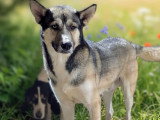 Chien Husky de Sibérie au pelage sable de 2 ans à adopter