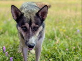 Chien Husky de Sibérie au pelage sable de 2 ans à adopter