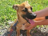 Chiot mâle Berger au pelage fauve de 5 mois en attente d'adoption