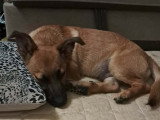 Chiot mâle Berger au pelage fauve de 5 mois en attente d'adoption