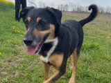 Chien Berger noir et feu de 4 ans à accueillir
