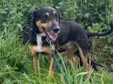 Chien Berger noir et feu de 4 ans à accueillir