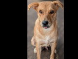 Chienne Berger au pelage fauve de 2 ans à la recherche d'une famille
