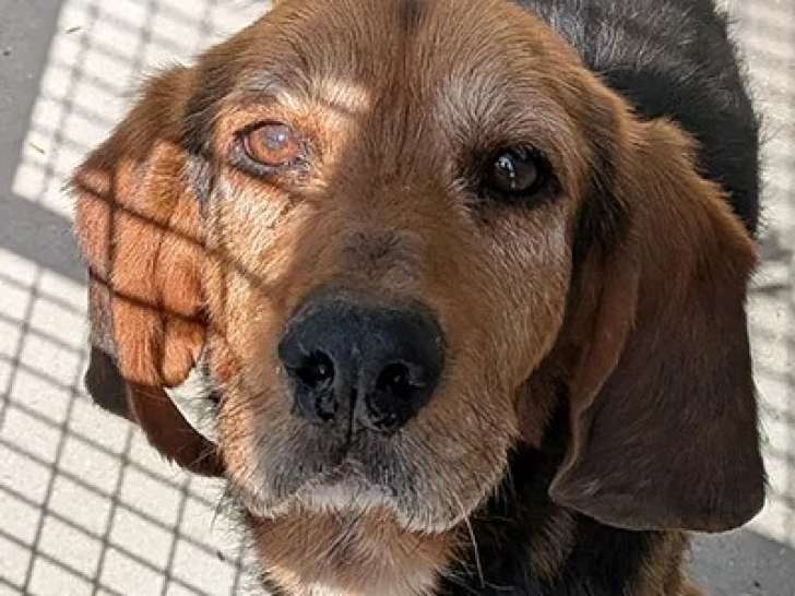 Chien au pelage noir et feu de 8 ans en attente d'un foyer