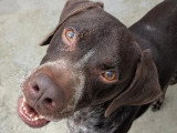 Chien Braque Allemand au pelage marron et blanc de 7 ans à adopter