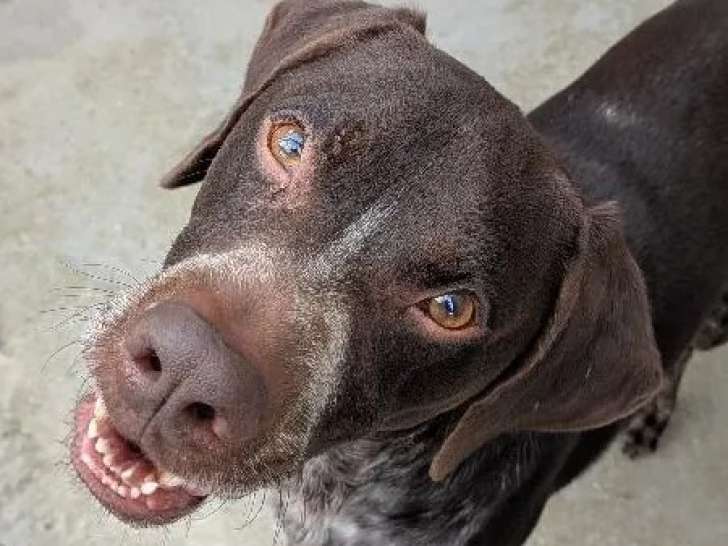 Chien Braque Allemand au pelage marron et blanc de 7 ans à adopter