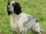 Yugo, joyeux Setter à adopter en association