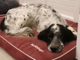Yugo, joyeux Setter à adopter en association