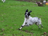 Yugo, joyeux Setter à adopter en association