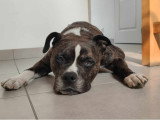 Lecko, vrai chien de famille à adopter en association