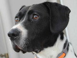 Pacha, chien affectueux à adopter en association