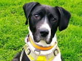 Pacha, chien affectueux à adopter en association