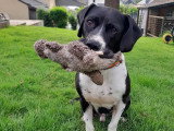 Pacha, chien affectueux à adopter en association