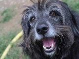 Max, chien souriant à adopter en association