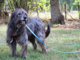 Max, chien souriant à adopter en association