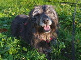 Max, chien souriant à adopter en association