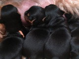 Chiots Yorkshire Terrier à vendre