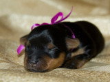 Chiots Yorkshire Terrier à vendre