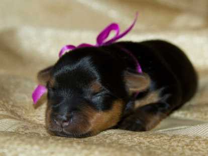Chiots Yorkshire Terrier à vendre