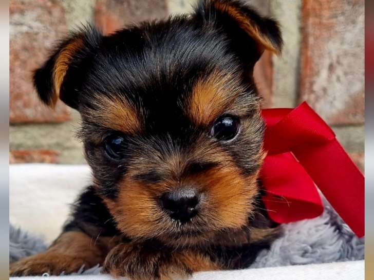 Chiots Yorkshire Terrier à vendre