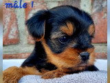 Chiots Yorkshire Terrier à vendre