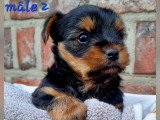 Chiots Yorkshire Terrier à vendre