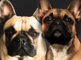 Magnifiques Bouledogues Français fauves LOF à vendre