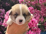 Chiots Welsh Corgi Pembroke à réserver