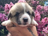 Chiots Welsh Corgi Pembroke à réserver