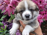 Chiots Welsh Corgi Pembroke à réserver