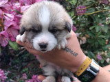 Chiots Welsh Corgi Pembroke à réserver