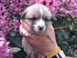 Chiots Welsh Corgi Pembroke à réserver