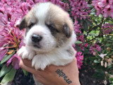 Chiots Welsh Corgi Pembroke à réserver