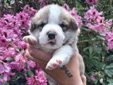 Chiots Welsh Corgi Pembroke à réserver