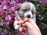 Chiots Welsh Corgi Pembroke à réserver