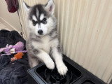 Magnifiques chiots Husky de Sibérie disponibles de suite