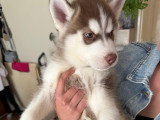 Magnifiques chiots Husky de Sibérie disponibles de suite