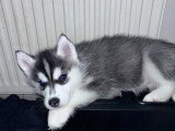 Magnifiques chiots Husky de Sibérie disponibles de suite
